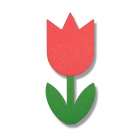 Tulip