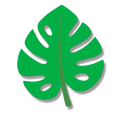 Coastal monstera
