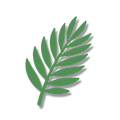 Palm Leaf